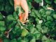 Main cueillant une fraise mûre parmi des feuillages verts