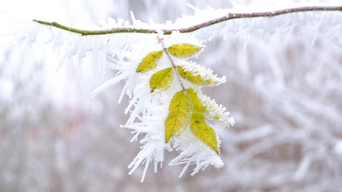 Feuille d'arbre givrée, couleur jaune, branchée sur un rameau
