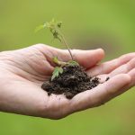 Une main ouverte soutient un petit plant dans la terre