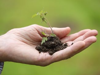 Une main ouverte soutient un petit plant dans la terre