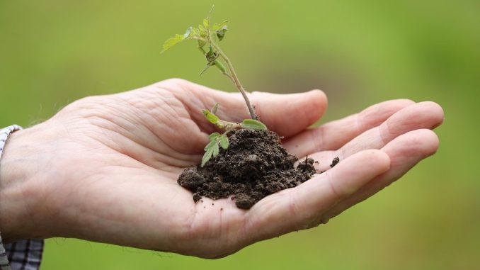 Une main ouverte soutient un petit plant dans la terre