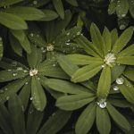 Feuilles vertes couvertes de gouttes d'eau et petites fleurs blanches