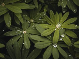 Feuilles vertes couvertes de gouttes d'eau et petites fleurs blanches