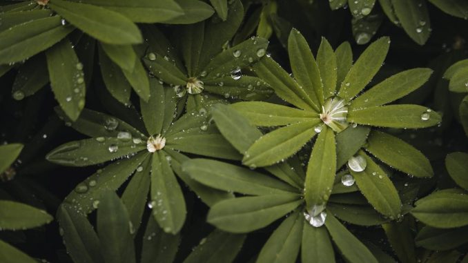 Feuilles vertes couvertes de gouttes d'eau et petites fleurs blanches
