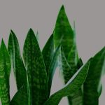 Feuilles de plante serpentine, motifs verts, fond neutre