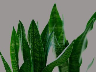 Feuilles de plante serpentine, motifs verts, fond neutre
