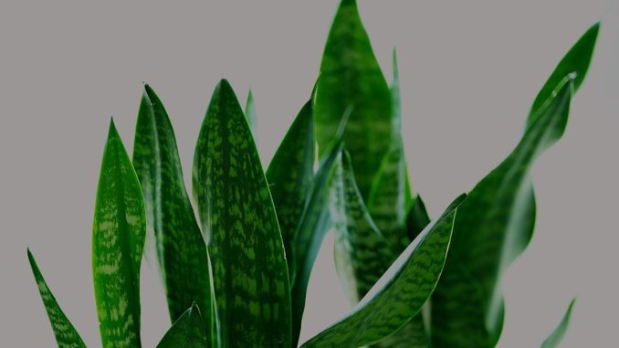 Feuilles de plante serpentine, motifs verts, fond neutre