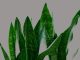 Feuilles de plante serpentine, motifs verts, fond neutre