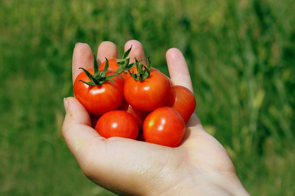 Main tenant cinq tomates mûres avec feuilles vertes Main tenant cinq tomates mûres avec feuilles vertes