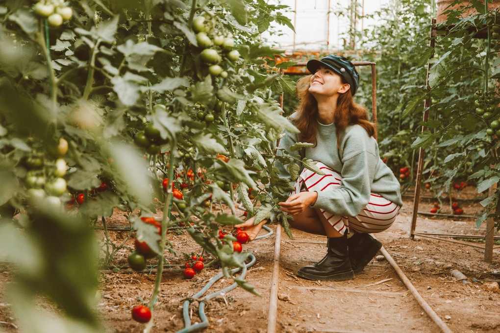 Femme en croupade récoltant des tomates dans un jardin verdoyant Femme en croupade récoltant des tomates dans un jardin verdoyant