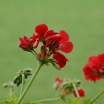 Géraniums : la double taille qui prolonge la floraison jusqu'aux gels