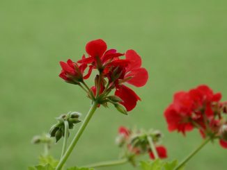 Géraniums : la double taille qui prolonge la floraison jusqu'aux gels