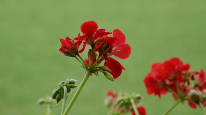 Géraniums : la double taille qui prolonge la floraison jusqu'aux gels