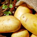 Pommes de terre sortant d'un sac en jute sur sol fertile