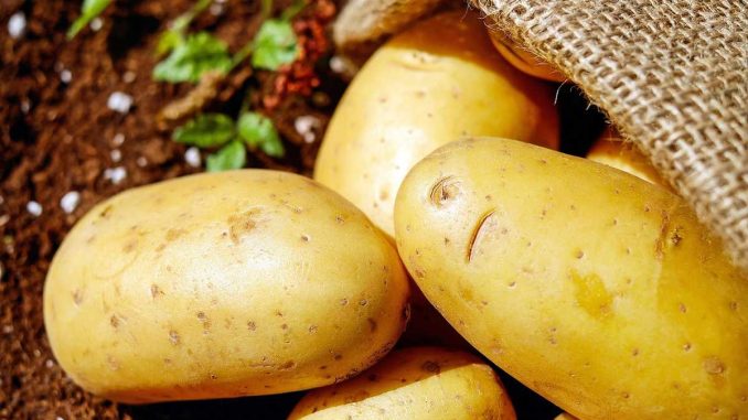 Pommes de terre sortant d'un sac en jute sur sol fertile
