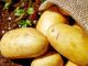 Pommes de terre sortant d'un sac en jute sur sol fertile
